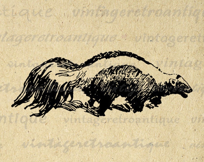 Skunk Printable Graphic Download Animal Illustration Digital Image Vintage Clip Art Jpg Png Eps HQ 300dpi No.1613