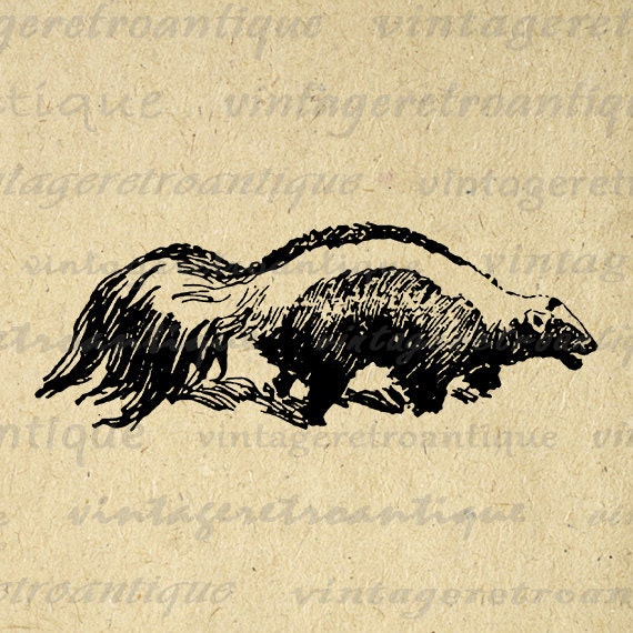 Skunk Printable Graphic Download Animal Illustration Digital