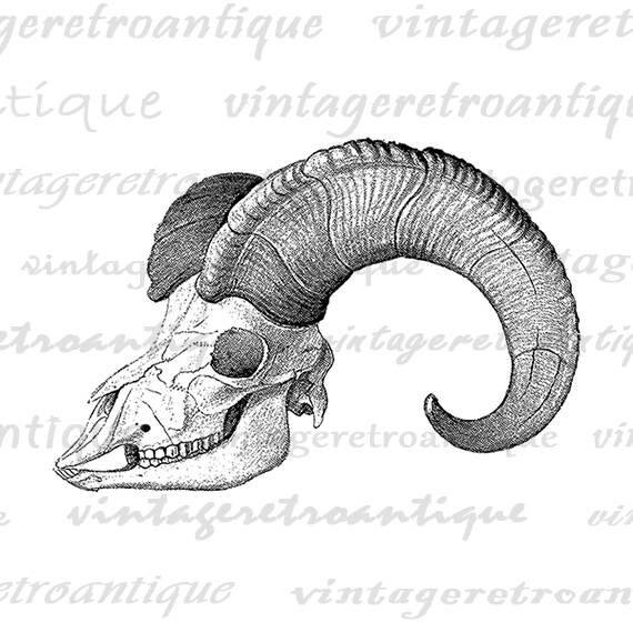Bighorn Sheep Ram Skull with Horns Printable Graphic Download