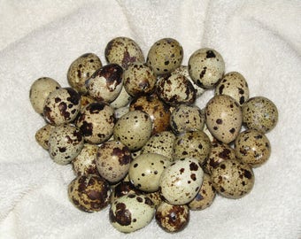 Blown Conturnix Quail Eggs 40 + 5 Extra