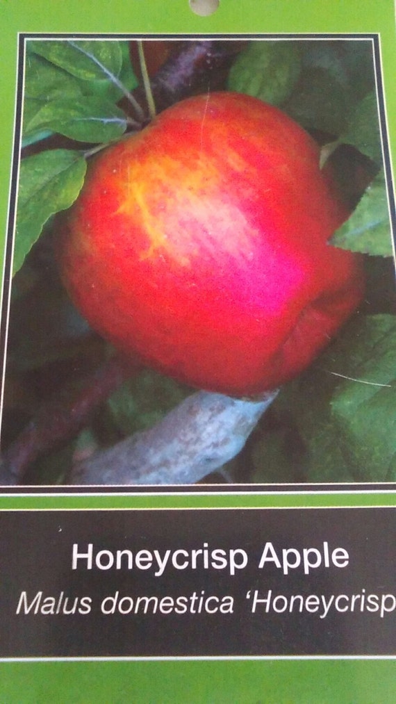 Honeycrisp Apple Tree 5 Gal. Sweet Fruit Plant Live Trees Grow