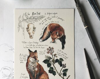 Natural Study Red Fox Print 5x7"