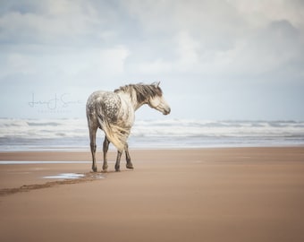 The Wanderer - Horse Print Fine Art Photography (Wall Decor, Equine Art, Horse photography)