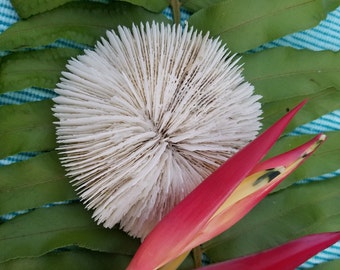Plate Coral | Natural Bleached Coral | White Coral | Sea Decoration | Beach Decor | Bungalow Decor