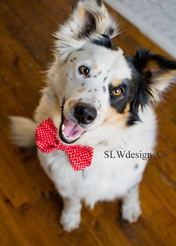 Valentine's Day Dog BowDog Bow TieCat Bow TieCollar