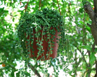 String of Pearls - Senecio rowleyanus - 6" Hanging Basket