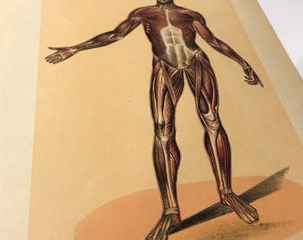 ANTIQUE unique medical bookplate Muscular System Front View human anatomy illustration print man quirky art orange yellow brown body art