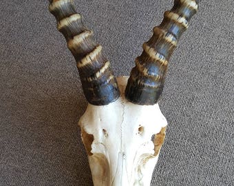 Genuine Taxidermy African Male BLESBOK 13" Skull all teeth mount 14.5" horns