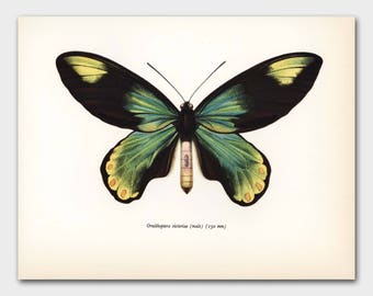 Monarch Butterfly Art (Office Decor for Women, Natural Art) Vintage Green Butterfly Print --- "Queen Victoria Birdwing" No. 48-1