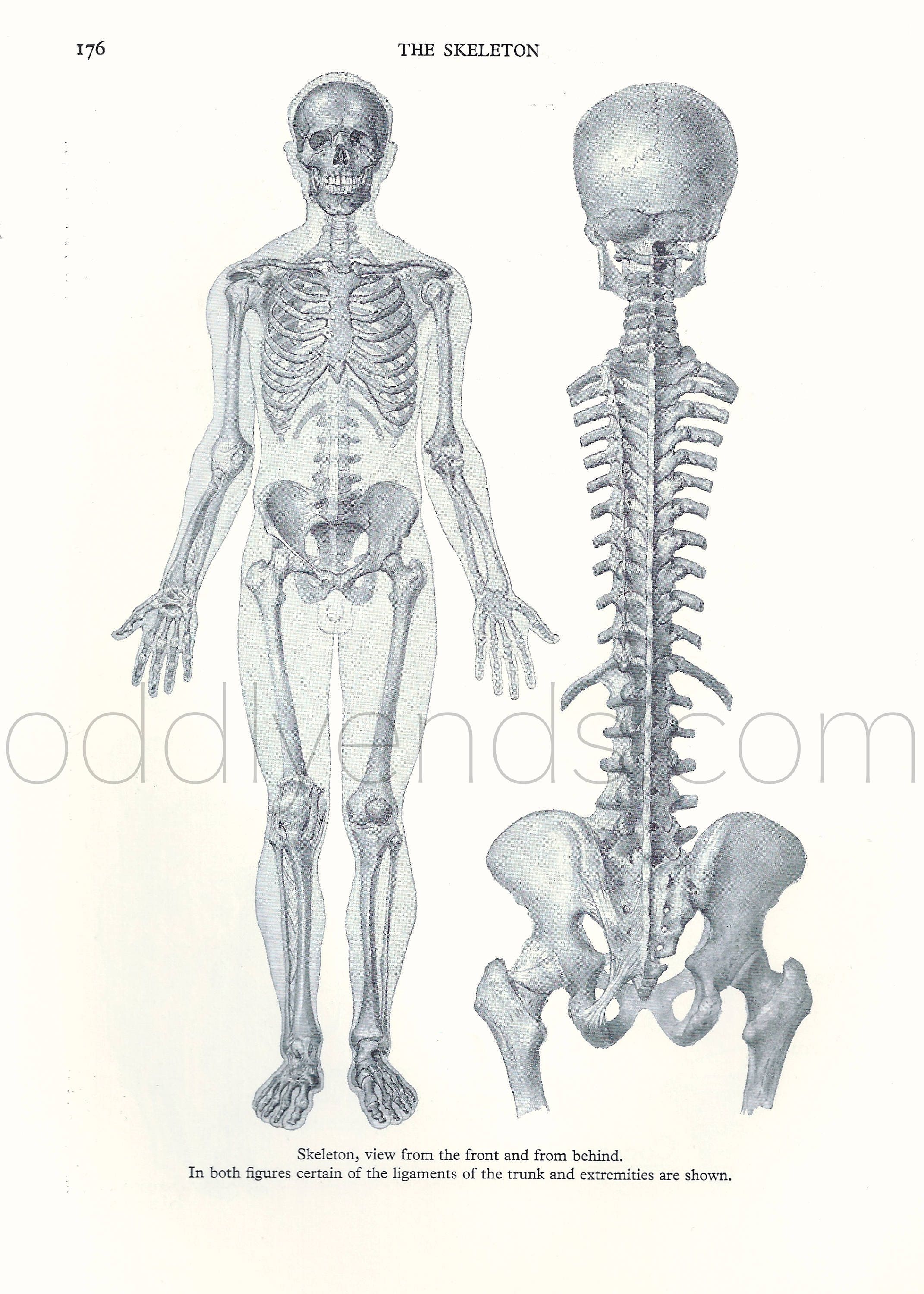 Скелет анатомия человека Бамес