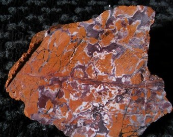 sliced rock 4 inches wide ~ petrified wood slice