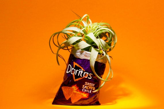 PURPLE DORITOS PLANTER
