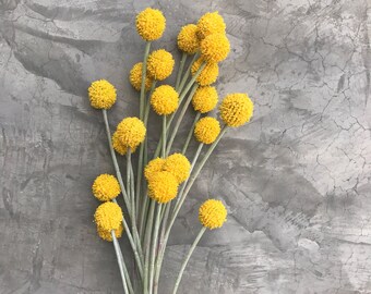 Silk Craspedia , silk billy balls, Silk Flowers, Wedding flowers, Home decor 23 " tall