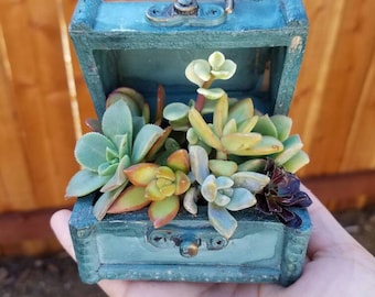 Torquoise wooden treasure box filled with succulents