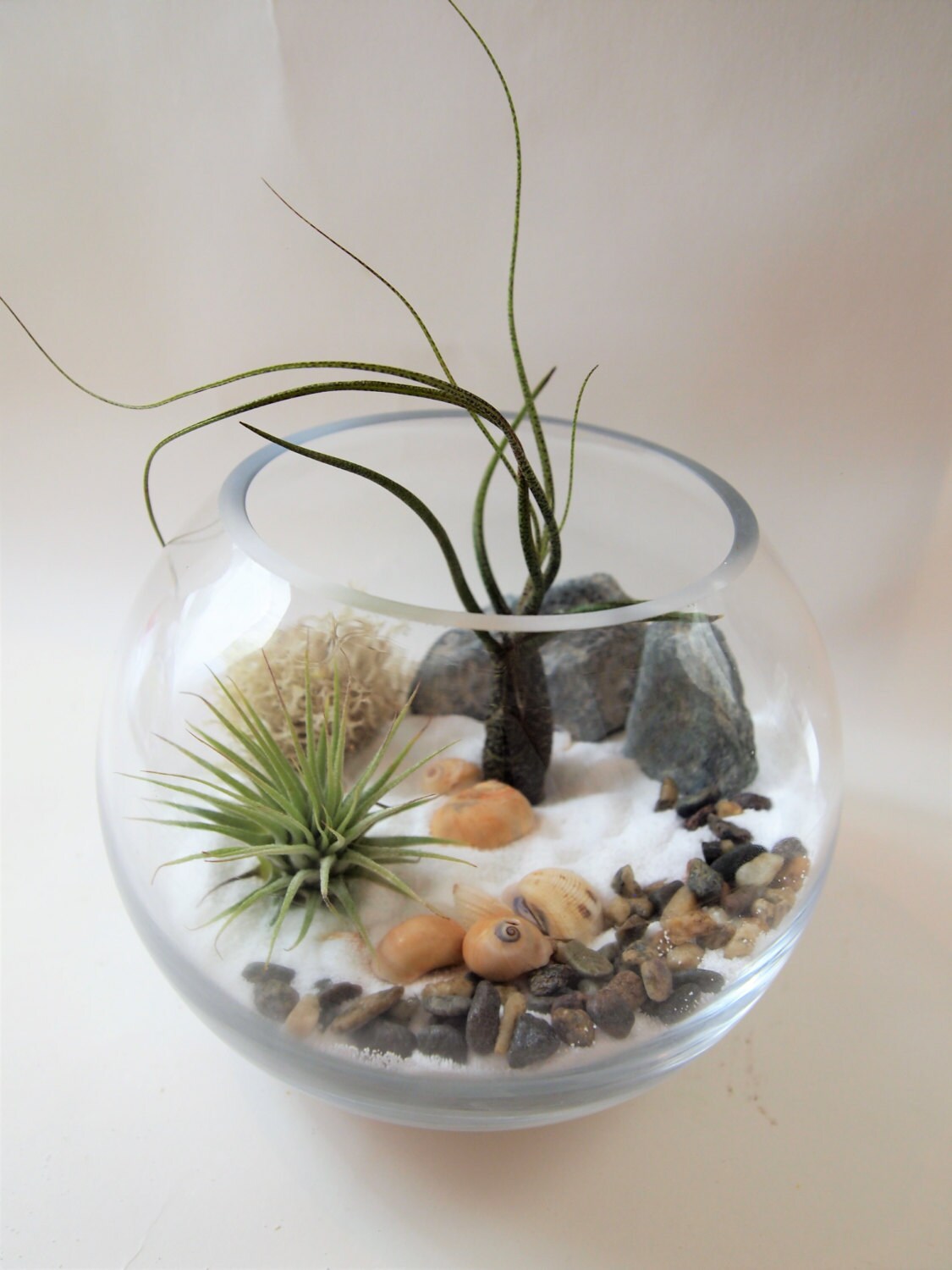 6 glass vase with Air plant terrarium kit white by