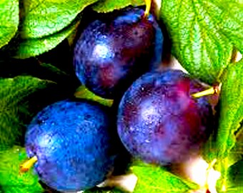 ORGANIC Plum Kernel Oil UNREFINED Cold Pressed Oil,Organic Prune Kernel Oil,Plum Seed Oil,Organic Ximenia Oil,Wild Plum Oil,Ximenia Seed Oil