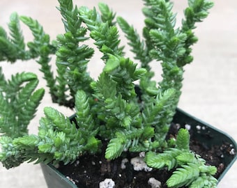 Succulent Plant - Crassula Muscosa "Princess Pine"
