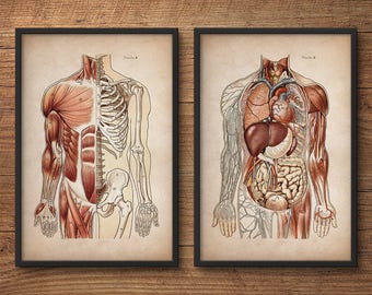 Anatomy print set, Human anatomy posters, Anatomy home decor, Anatomy posters, Anatomy illustrations, Large prints, Medical gift