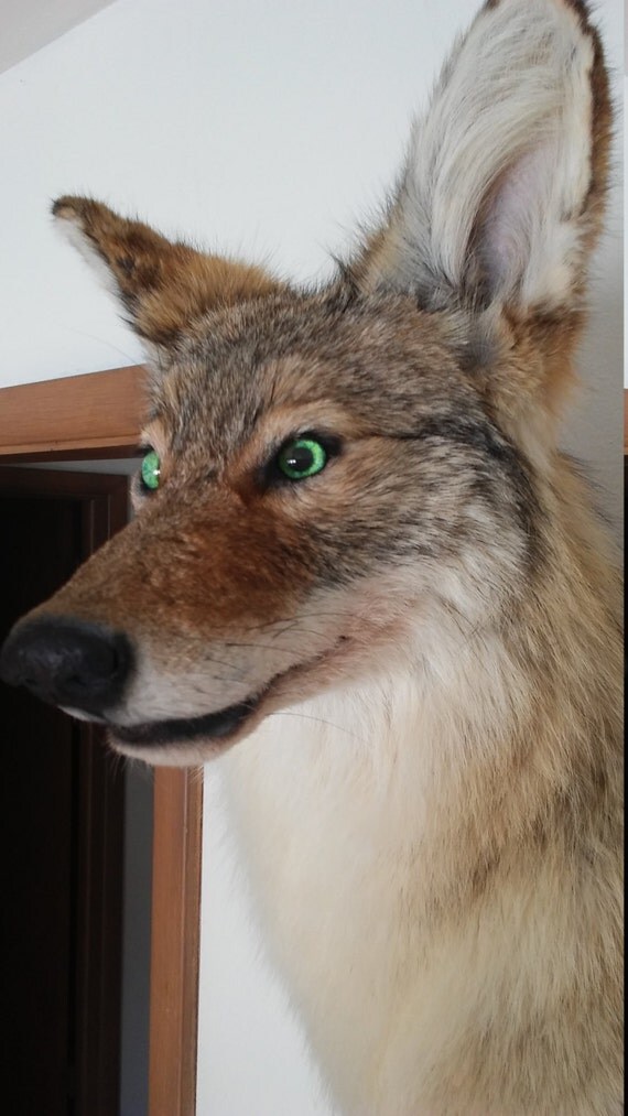 Coyote Pedestal/Shoulder Mount price reduced