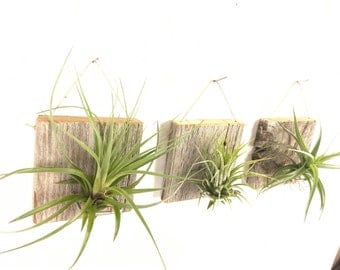 Set of Three SMALL FORM Air Plant and Barn Wood Grab Bag airplants