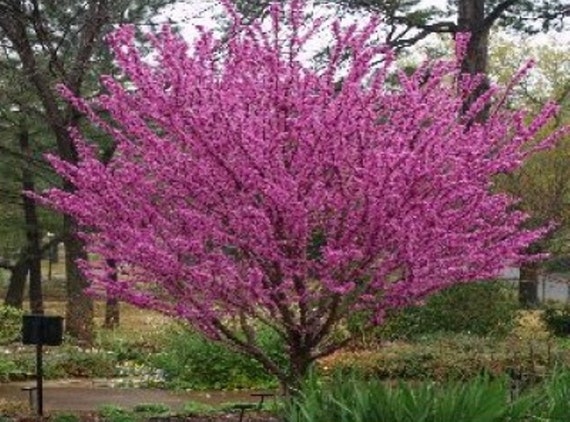 Chinese Redbud Tree Seeds Cercis chinensis 25 Seeds