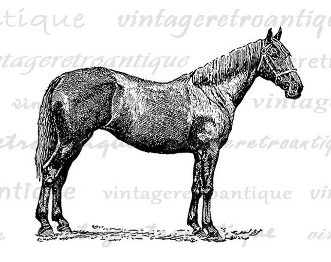 Printable Image Antique Horse Download Illustration Graphic Digital Vintage Clip Art Jpg Png Eps HQ 300dpi No.3317