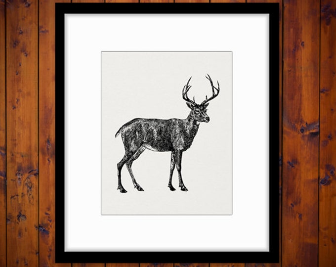 Digital Black Tailed Deer Image Graphic Printable Download Illustration Vintage Clip Art Jpg Png Eps HQ 300dpi No.2151