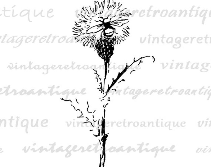 Printable Bee Sitting on Dandelion Digital Download Flower Graphic Insect Image Vintage Clip Art Jpg Png Eps HQ 300dpi No.860