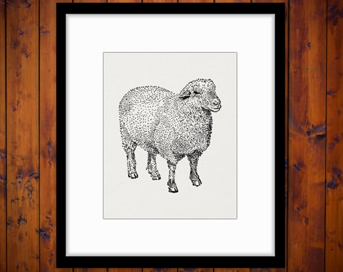 Printable Oxford Down Sheep Digital Download Image Farm Animal Graphic Vintage Clip Art Jpg Png Eps HQ 300dpi No.3471