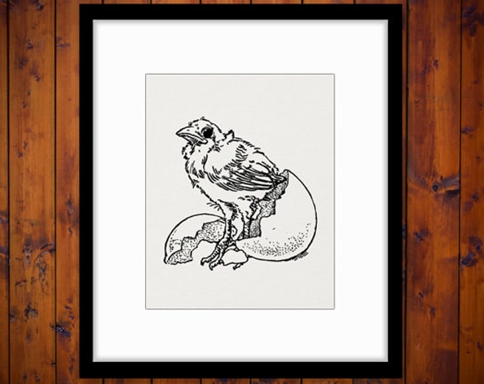 Chick Hatching from Egg Digital Image Download Collage Sheet Cute Bird Antique Art Jpg Png Eps HQ No.3737