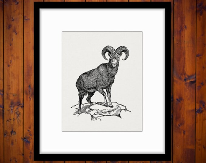 Digital Graphic Bighorn Sheep Ram Printable Illustration Image Download Vintage Clip Art Jpg Png Eps HQ 300dpi No.3207