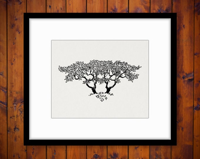 Vintage Tree Image Graphic Download Illustration Digital Printable Antique Clip Art Jpg Png Eps HQ 300dpi No.3860