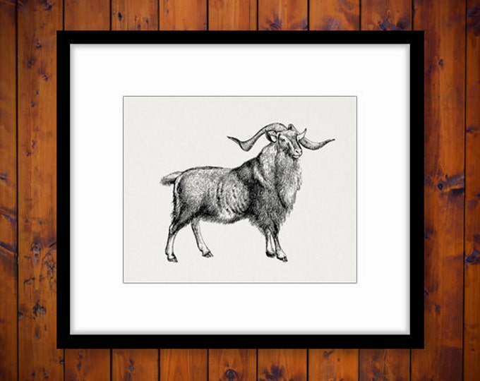 Printable Goat Ram Antique Graphic Download Digital Image Jpg Png Eps HQ 300dpi No.517