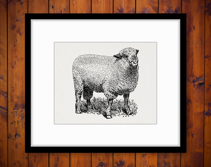 Hampshire Ram Sheep Printable Digital Image Cute Animal Download Graphic Vintage Clip Art Jpg Png Eps HQ 300dpi No.3529