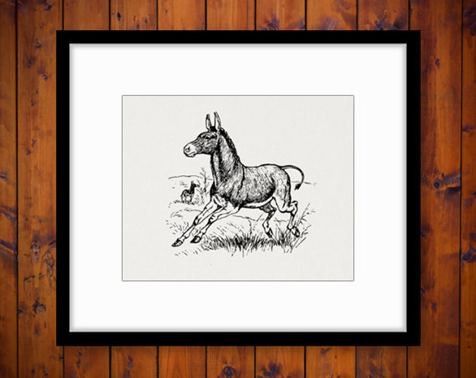 Digital Image Donkey Download Horse Printable Graphic Jpg Png Eps HQ 300dpi No.748