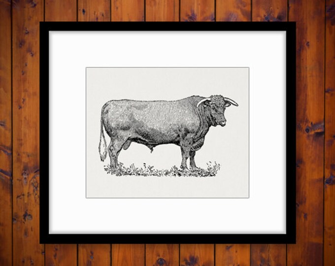 Digital Bull Printable Image Farm Animal Download Cow Graphic Vintage Clip Art Jpg Png Eps HQ 300dpi No.3153