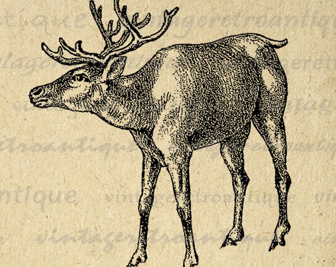 Deer Image Graphic Download Antique Printable Digital Vintage Clip Art Jpg Png Eps HQ 300dpi No.272