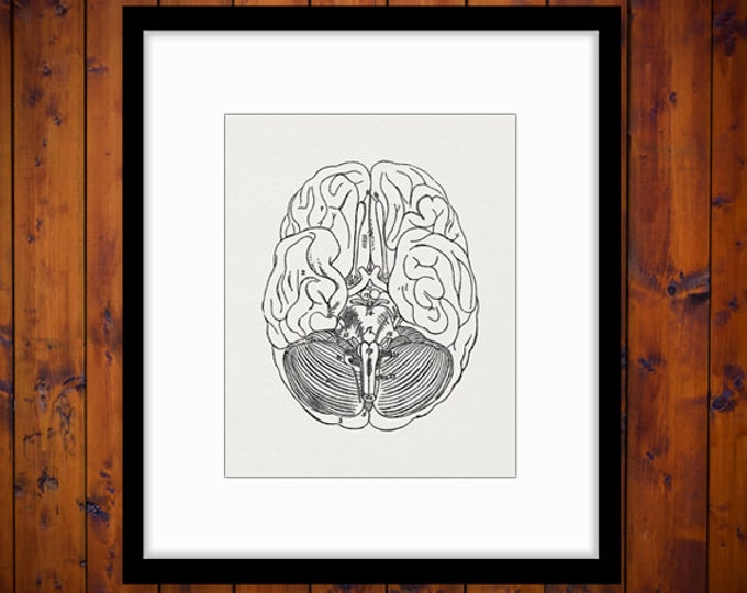 Digital Brain Diagram Printable Graphic Image Download Artwork Antique Clip Art Jpg Png Eps HQ 300dpi No.2298