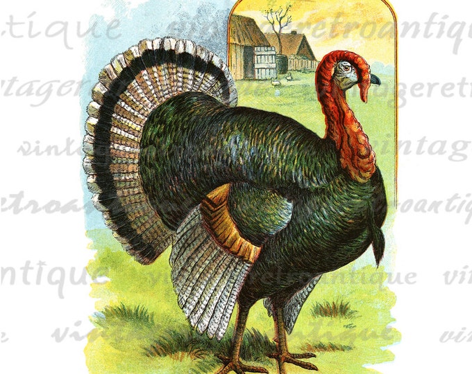 Digital Printable Turkey Image Graphic Color Illustration Download Vintage Clip Art for Transfers Making Prints etc HQ 300dpi No.2075