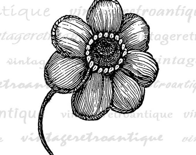 Printable Image Ranunculus Flower Digital Download Graphic Illustration Vintage Clip Art Jpg Png Eps HQ 300dpi No.2794