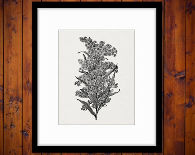 Goldenrod Flowers Flower Image Graphic Digital Download Printable Vintage Clip Art Jpg Png Eps HQ 300dpi No.2813