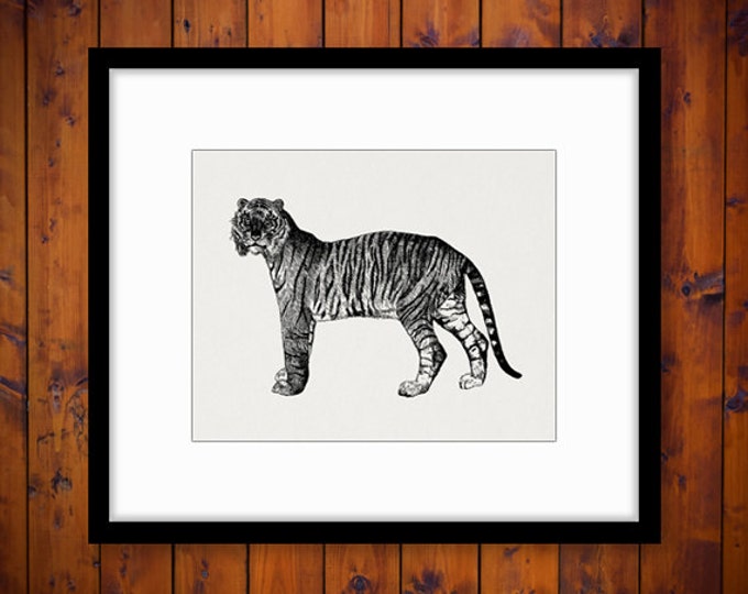 Tiger Digital Graphic Download Wild Cat Printable Tiger Image Illustration Jpg Png Eps HQ 300dpi No.2993