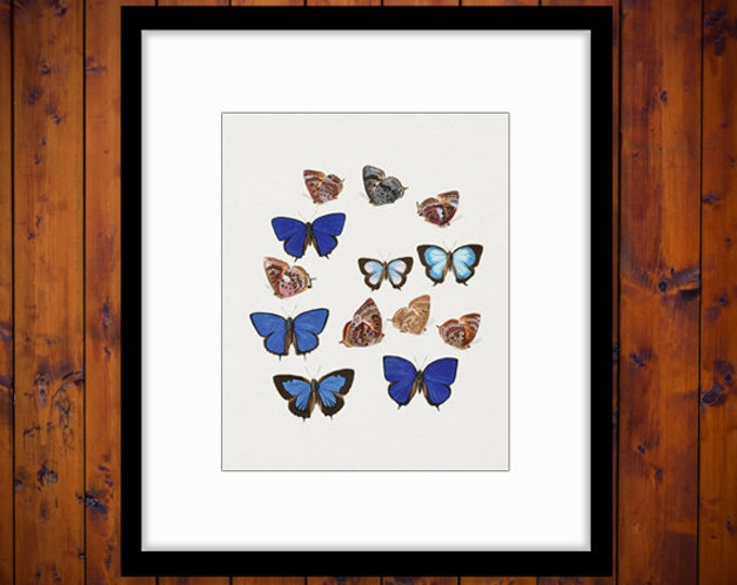 Printable Butterflies Two Collage Sheet Digital Download Illustration Image Graphic HQ 300dpi No.815