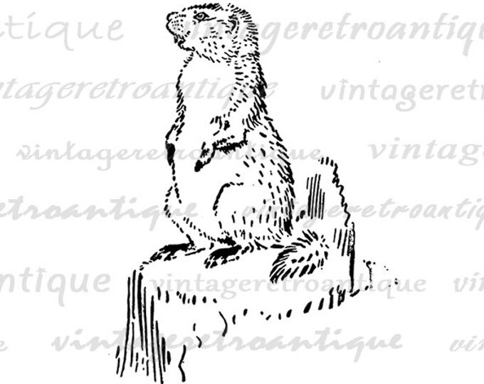 Printable Graphic Groundhog Gopher Download Cute Image Animal Digital Antique Clip Art for Transfers etc HQ 300dpi No.065