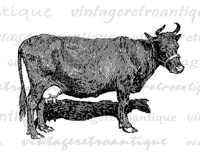 Printable Digital French Canadian Cow Image Farm Animal Download Illustration Graphic Artwork Vintage Clip Art HQ 300dpi No.3054