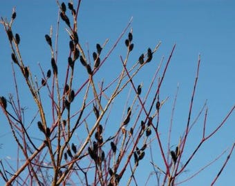 Black Pussy Willow,QT. POT