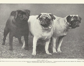 retro mops pug for sale mops etsy retro mops pug for sale mops etsy
