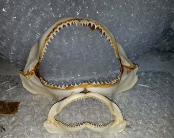 Large Shark Jaw, Wholesale Shark Jaws, White Shark Jaw, Bull Shark Jaw, Tiger Shark Jaw, Shark Teeth Jaw