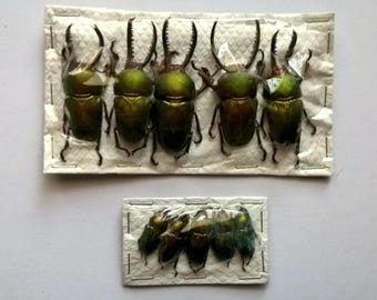 Wholesale 5 x Lamprima Adolphinae Pairs - Taxidermy - Unmounted - Ready To Rehydrate - Artwork