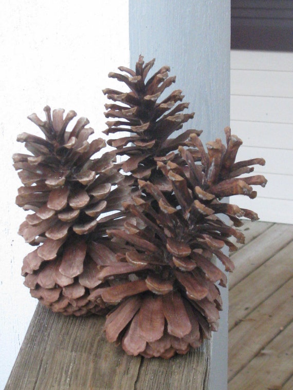 large pine cones rustic wedding decor natural pine cones large pine cones rustic wedding decor natural pine cones